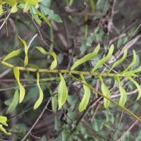 Taprobanea spathulata (L.) Christenson